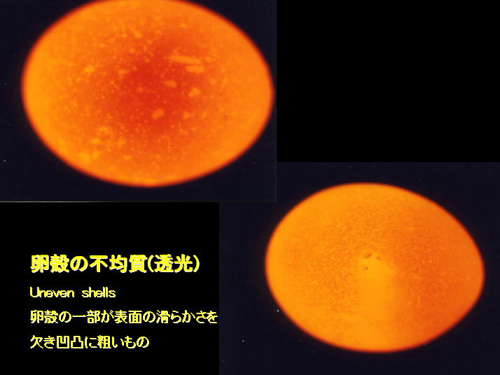 卵の殻(白色)穴1つ 150個 卵の殻(白色)穴1つ 150個 卵の殻(白色)穴1つ