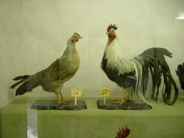日本鶏剥製展示室（その１）」