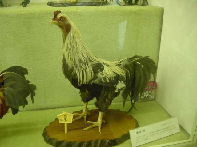 ※ゆうゆう　薩摩鶏(剣付き鶏)の剥製 ゆうゆう様専用 薩摩鶏(剣付き鶏)の剥製 - メルカリ